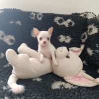 Chiot chihuahua poil court #6