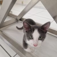 Lya-adorable chatonne #2