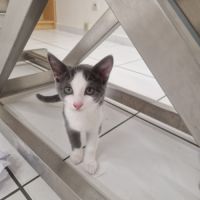 Lya-adorable chatonne