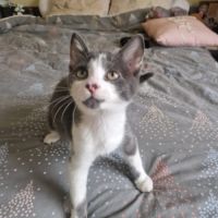 Léon - adorale chaton