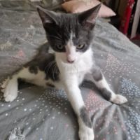 Léon - adorale chaton #4