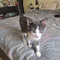 Léon - adorale chaton #6