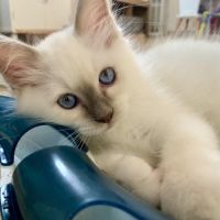 Basil - chaton sacré de birmanie lilac point