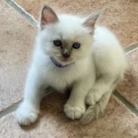 Basil - chaton sacré de birmanie lilac point #2