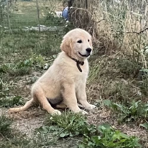 Magnifiques goldens retriever #2