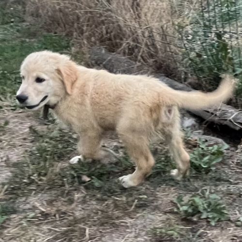 Magnifiques goldens retriever #3