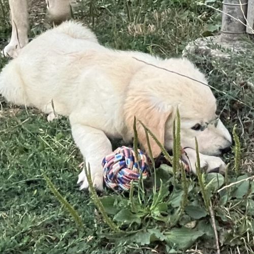 Magnifiques goldens retriever #4