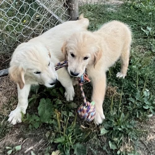 Magnifiques goldens retriever #5