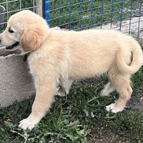 Magnifiques goldens retriever #6