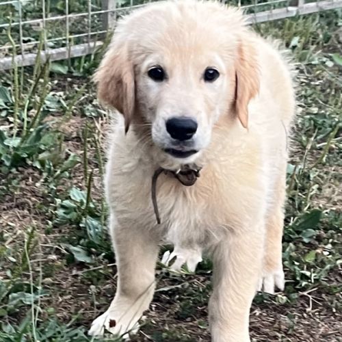 Magnifiques goldens retriever #7