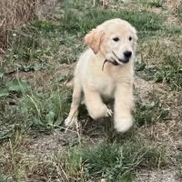 Magnifiques goldens retriever #0