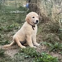 Magnifiques goldens retriever #2