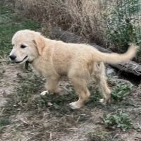 Magnifiques goldens retriever #3