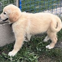 Magnifiques goldens retriever #6