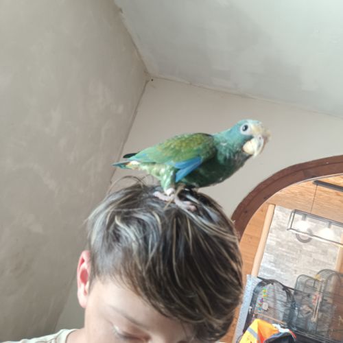 Pionus mâle #2