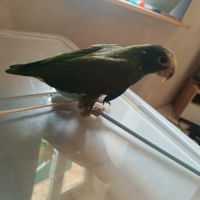 Pionus mâle