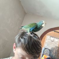 Pionus mâle #2