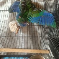 Pionus mâle #3