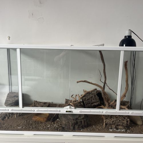 Terrarium 118x45x60 terratlantis, 2 geckos léopard #1