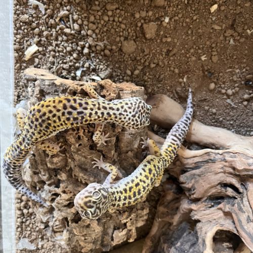 Terrarium 118x45x60 terratlantis, 2 geckos léopard #9