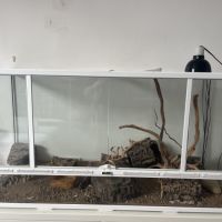 Terrarium 118x45x60 terratlantis, 2 geckos léopard #1
