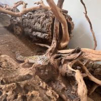 Terrarium 118x45x60 terratlantis, 2 geckos léopard #7