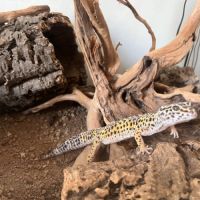 Terrarium 118x45x60 terratlantis, 2 geckos léopard #8