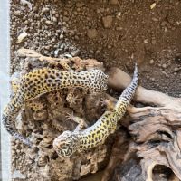 Terrarium 118x45x60 terratlantis, 2 geckos léopard #9