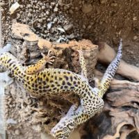 Terrarium 118x45x60 terratlantis, 2 geckos léopard