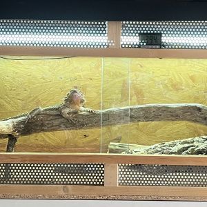Pogona + terrarium + matériel