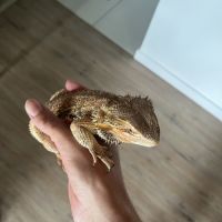 Pogona + terrarium + matériel #1