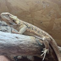 Pogona + terrarium + matériel #2
