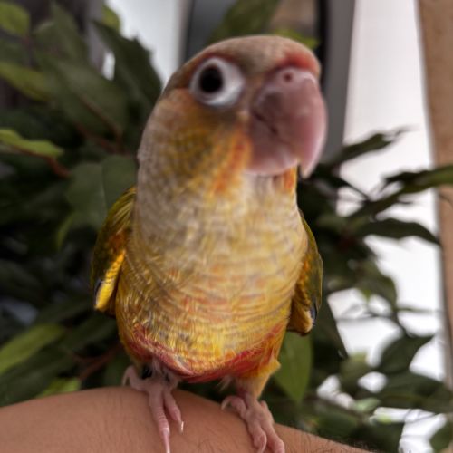 Conure ananas eam #4
