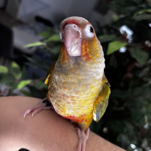 Conure ananas eam #5