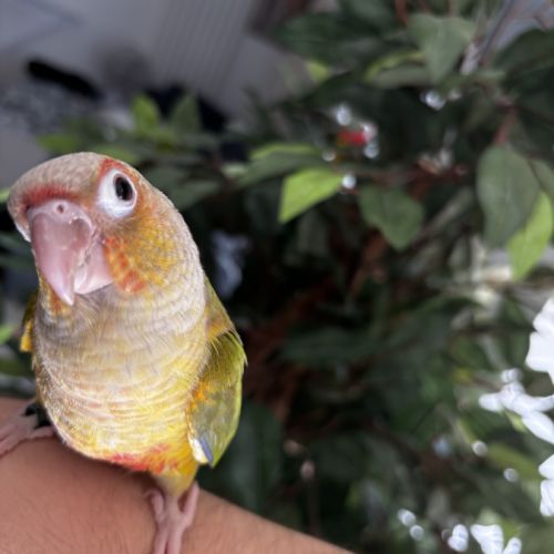 Conure ananas eam #6
