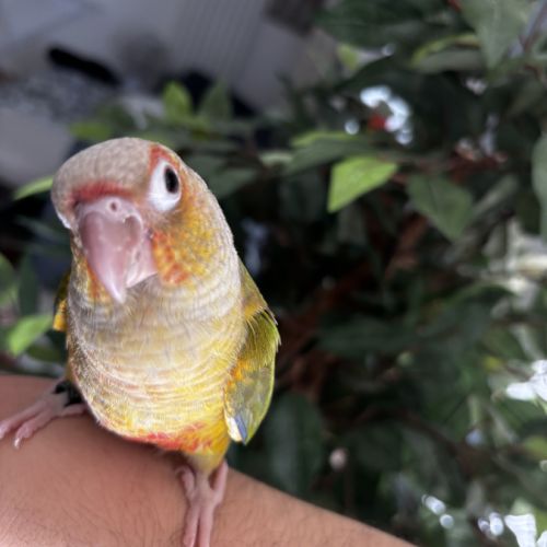 Conure ananas eam #7