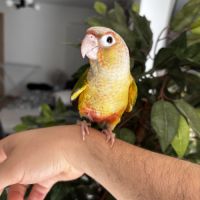 Conure ananas eam #1
