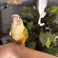 Conure ananas eam
