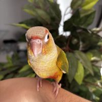 Conure ananas eam #3