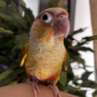Conure ananas eam #4