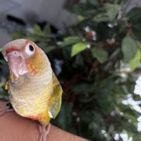 Conure ananas eam #6