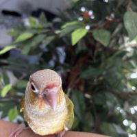 Conure ananas eam #8