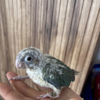 Conure mooncheek eam #1