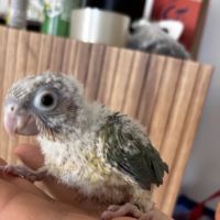 Conure mooncheek eam