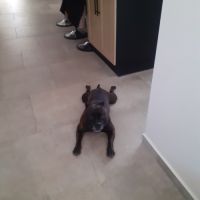 Staffie 6 ans #1
