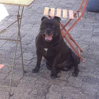 Staffie 6 ans