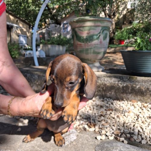 Chiots teckel nain poils ras #1