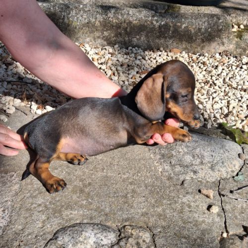 Chiots teckel nain poils ras #3
