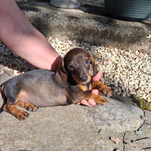 Chiots teckel nain poils ras