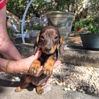 Chiots teckel nain poils ras #2